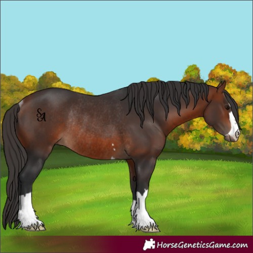 Horse Color:Bay Rabicano
