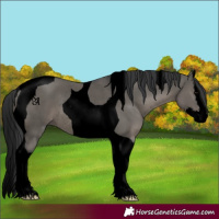 Horse Color:Void Grullo Splash Tobiano Rabicano 
