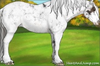 Horse Color:Liver Chestnut Sabino 