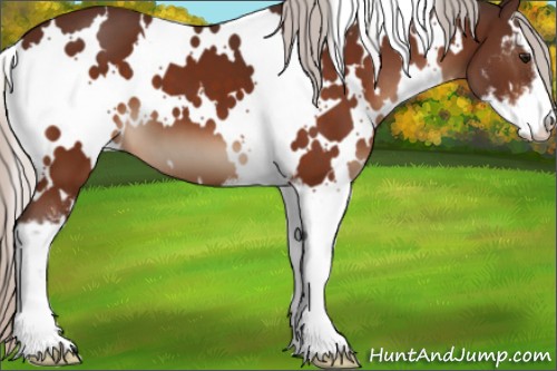 Horse Color:White Spotted Silver Bay Sabino 