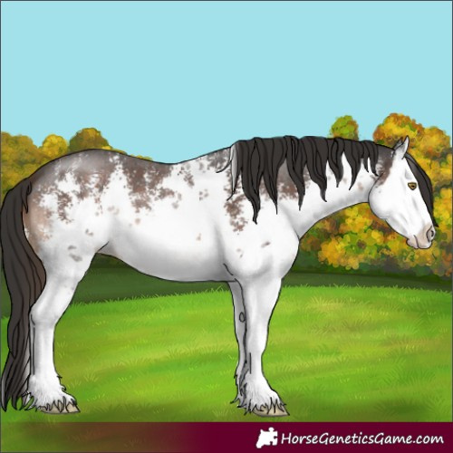 Horse Color:White Spotted Liver Chestnut Sabino Splash