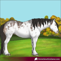 Horse Color:White Spotted Liver Chestnut Sabino Splash 
