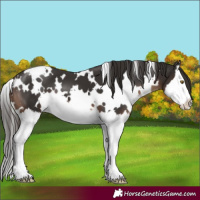 Horse Color:White Spotted Liver Chestnut Splash 