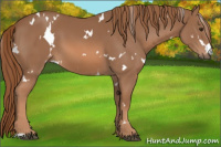 Horse Color:White Spotted Chestnut 