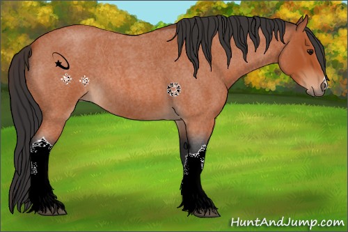 Horse Color:Bay Roan 