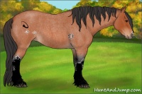 Horse Color:Bay Roan 