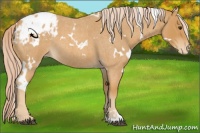 Horse Color:White Spotted Palomino Roan Appaloosa 