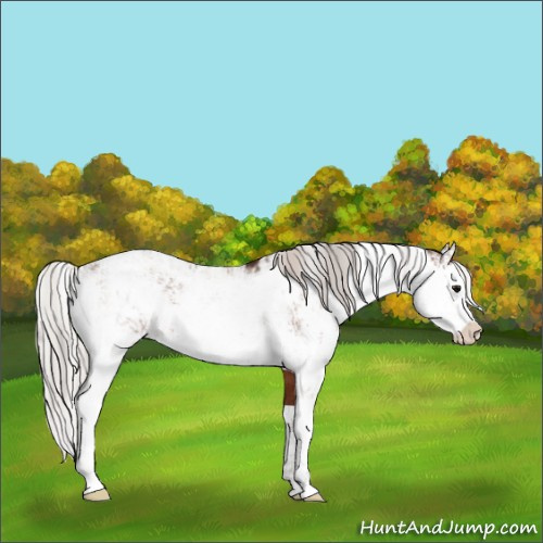 Horse Color:Bay Sabino Rabicano  and Silver Brown Sabino Rabicano 