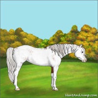 Horse Color:Bay Sabino Rabicano and Silver Brown Sabino Rabicano