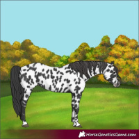 Horse Color:Black Near Leopard 