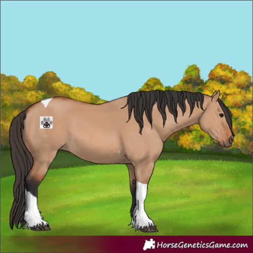 Horse Color:Bay Dun Tobiano 