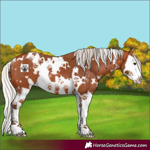 Horse Color:White Spotted Silver Bay Splash 
