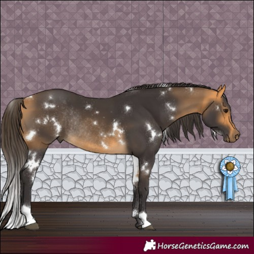 Horse Color:White Spotted Buckskin Rabicano