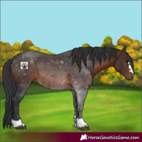 Horse Color:Brown 