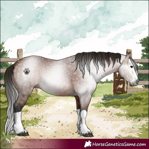 Horse Color:Gray Bay Splash 