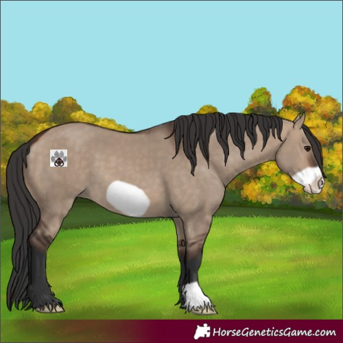 Horse Color:Brown Dun Frame 