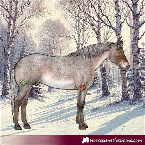 Horse Color:Silver Brown Roan 