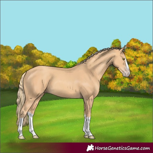 Horse Color:Gold Champagne Splash 