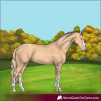 Horse Color:Gold Champagne Splash 