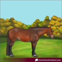 Horse Color:Bay 