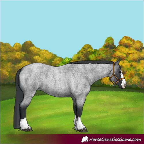 Horse Color:Unknown 