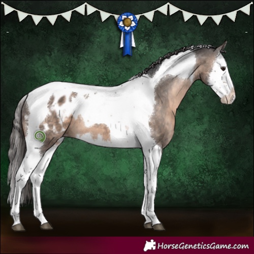 Horse Color:Brown Dun Splash Tobiano Appaloosa 