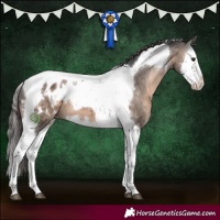 Horse Color:Brown Dun Splash Tobiano Appaloosa 
