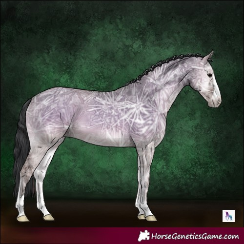 Horse Color:Grullo Ice Onyx 