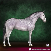 Horse Color:Grullo Ice Onyx 