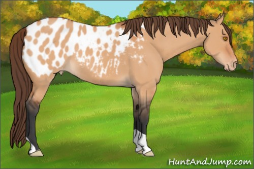 Horse Color:Bay Dun Appaloosa 