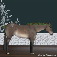 Horse Color:Brown Dun Appaloosa 