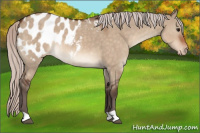 Horse Color:Silver Brown Dun Appaloosa 