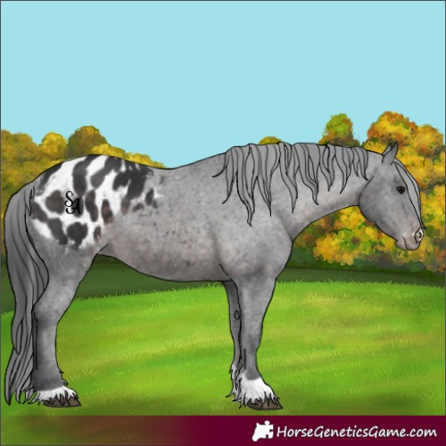 Horse Color:Platinum Brown Appaloosa 