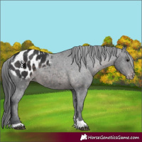 Horse Color:Platinum Brown Appaloosa 