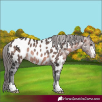 Horse Color:Platinum Bay Near Leopard Rabicano 