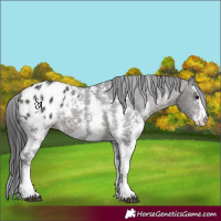 Horse Color:Platinum Brown Sabino Blanket Rabicano 