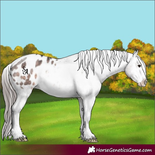 Horse Color:Platinum Brown Appaloosa 