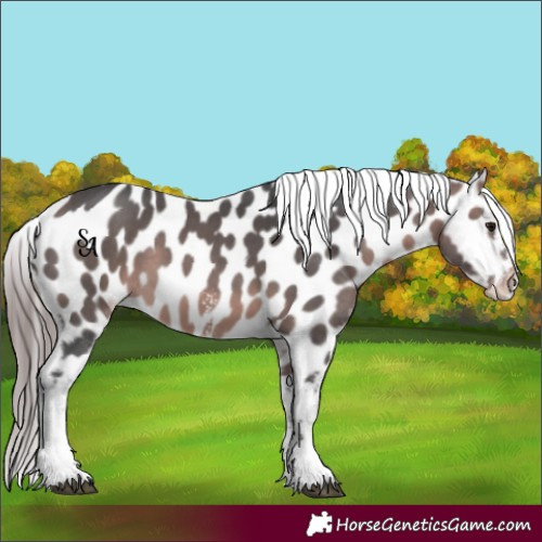 Horse Color:Platinum Bay Sabino Appaloosa 