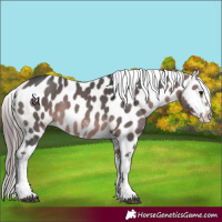 Horse Color:Platinum Bay Sabino Appaloosa 