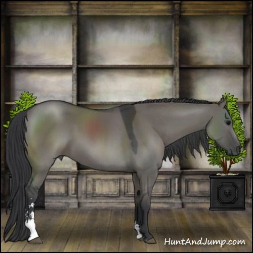 Horse Color:Grullo Sabino 