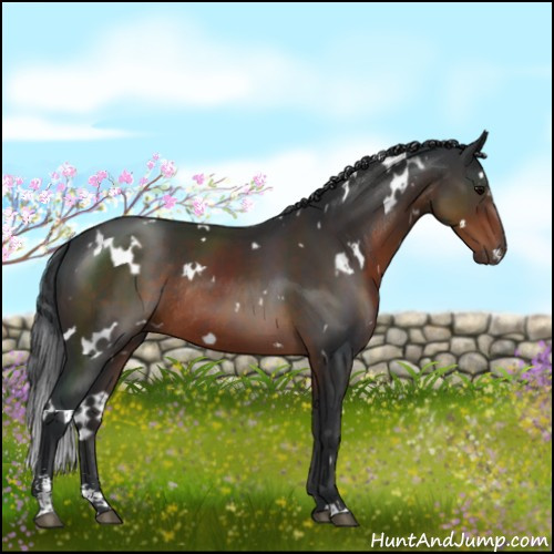 Horse Color:White Spotted Brown Sabino Rabicano 