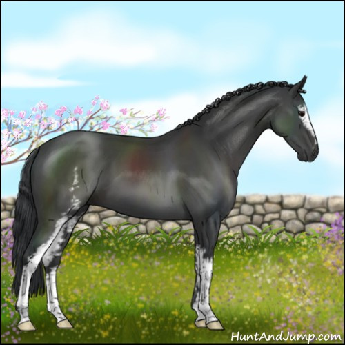 Horse Color:White Spotted Black Sabino 