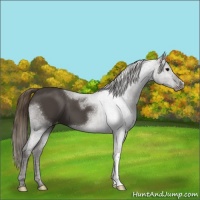 Horse Color:Smoky Black Varnish 