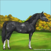 Horse Color:Black Chinchilla 