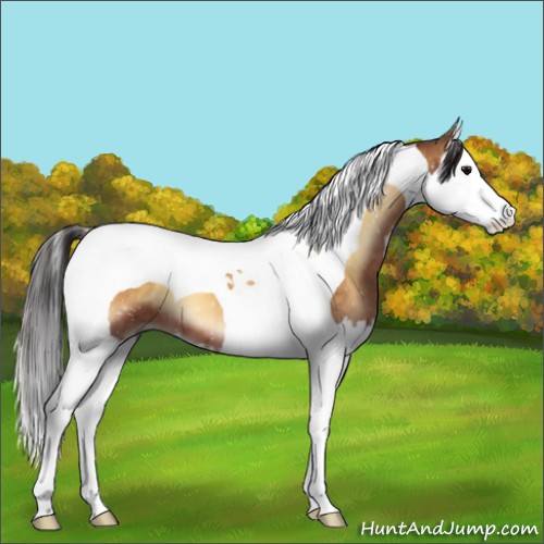 Horse Color:Buckskin Onyx Splash Tobiano 