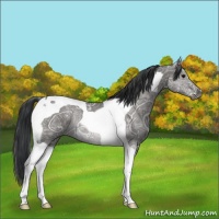 Horse Color:Black Ice Tobiano Rabicano 