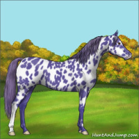 Horse Color:Watercolor Black Chinchilla Appaloosa 