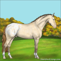 Horse Color:Amber Cream Champagne Ice Dun Appaloosa 