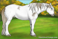Horse Color:White Spotted Smoky Grullo Splash Frame Appaloosa 