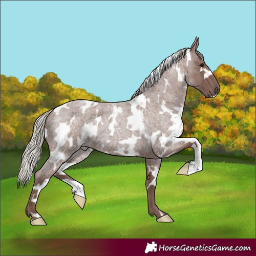 Horse Color:White Spotted Chocolate Silver Blue Roan 